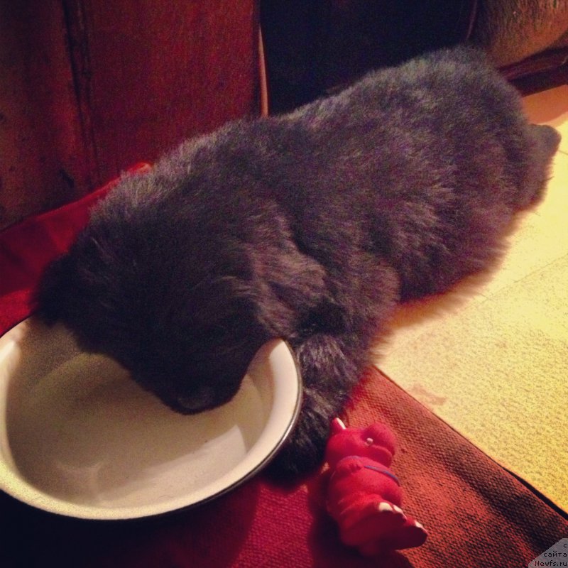 Фотография № 201742