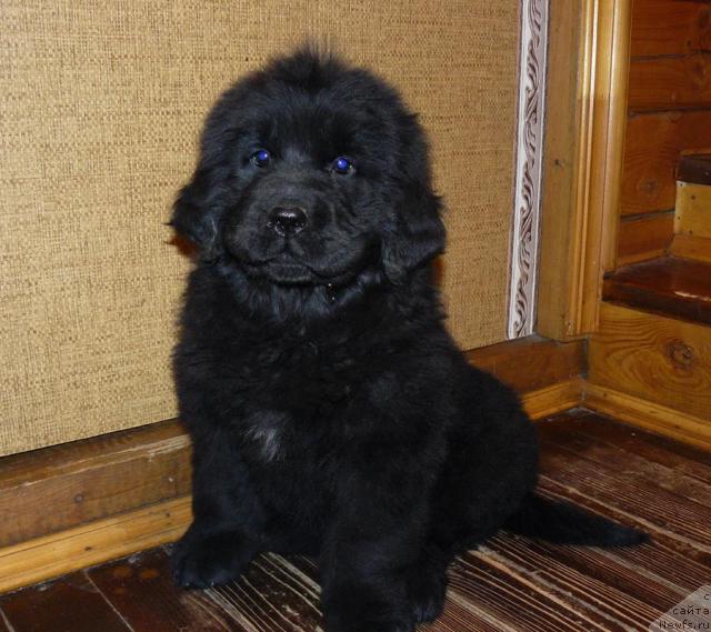 Фото: ньюфаундленд Пчёлкин Дом Верба