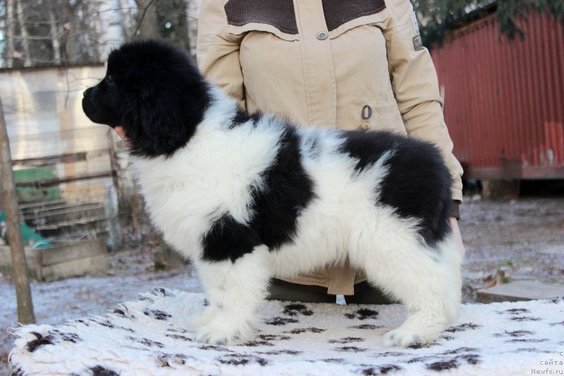 Фото: ньюфаундленд Сент Джонс Универсал Коде