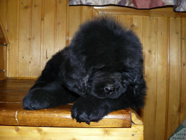 Фото: ньюфаундленд Пчёлкин Дом Верба