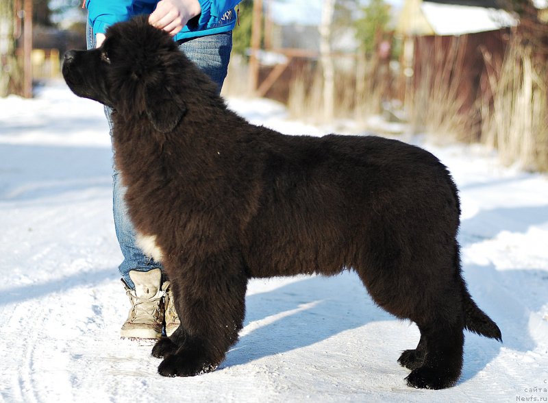Фото: ньюфаундленд Флюфи Аваланч Зигмунт