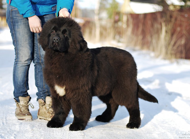 Фото: ньюфаундленд Флюфи Аваланч Зигмунт