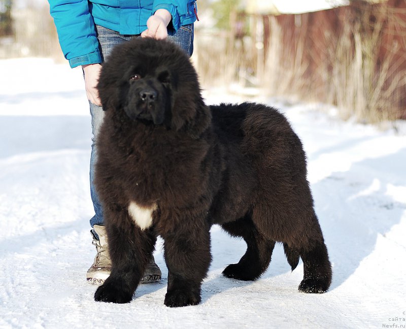 Фото: ньюфаундленд Флюфи Аваланч Зигмунт