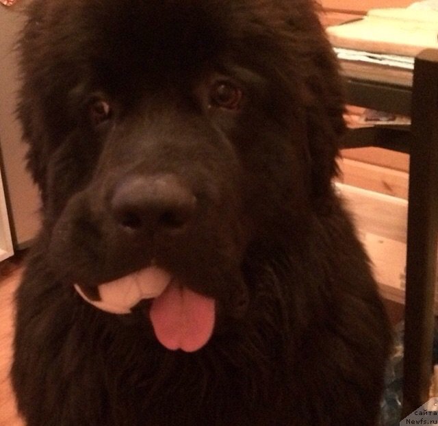 Фото: ньюфаундленд Их Высочество Бишоп Карл (Ih Visochestvo Bishop Karl)