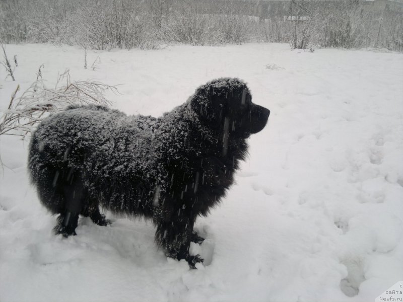 Фото: ньюфаундленд Великий Медведь Загадка