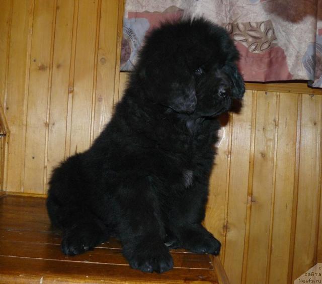 Фото: ньюфаундленд Пчёлкин Дом Верба