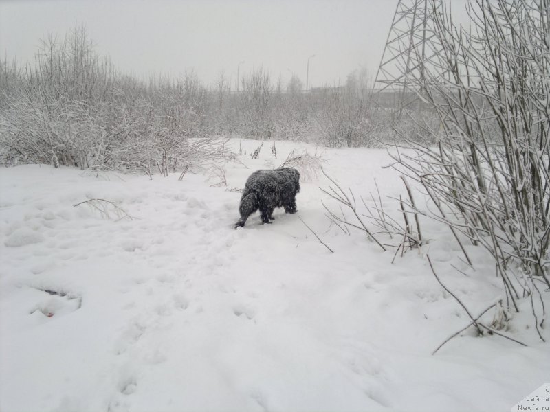 Фото: ньюфаундленд Великий Медведь Загадка