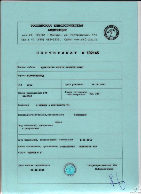 Фото: ньюфаундленд Акватория Келвин Хизер Хани (Aquatoriya Kelvin Heather Honey)