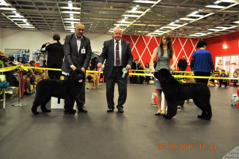 Фото: Zvezdnij Dar Brittany, Zvezdnij Dar Big Boss