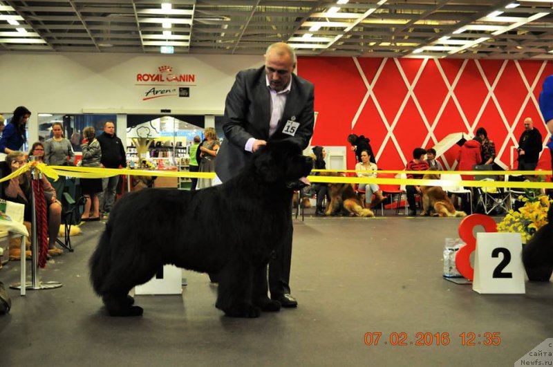 Фото: ньюфаундленд Звездный Дар Агасси (Zvezdnij Dar Agassi)