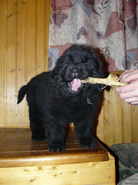 Фото: ньюфаундленд Пчёлкин Дом Вивальди