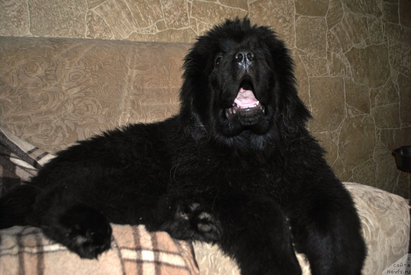 Фото: ньюфаундленд Сказочная Кроха Аве Александрия