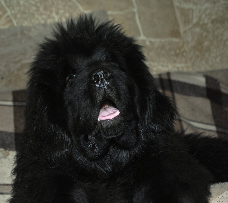 Фото: ньюфаундленд Сказочная Кроха Аве Александрия