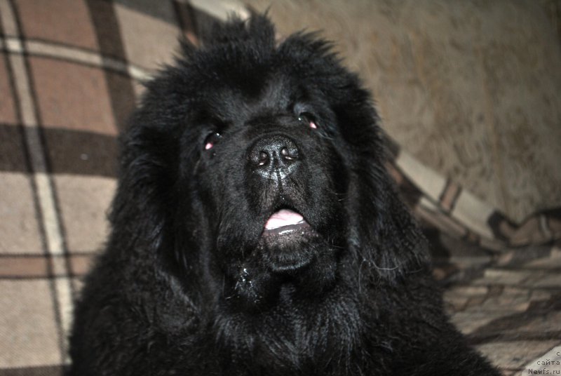 Фото: ньюфаундленд Сказочная Кроха Аве Александрия