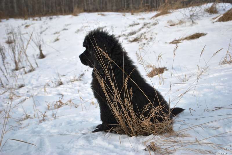 Фото: ньюфаундленд Сказочная Кроха Аве Александрия