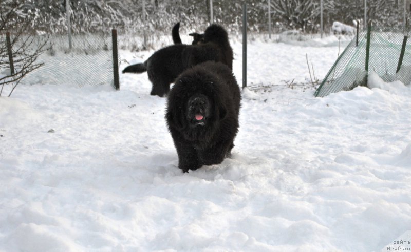 Фото: ньюфаундленд Сказочная Кроха Аве Александрия