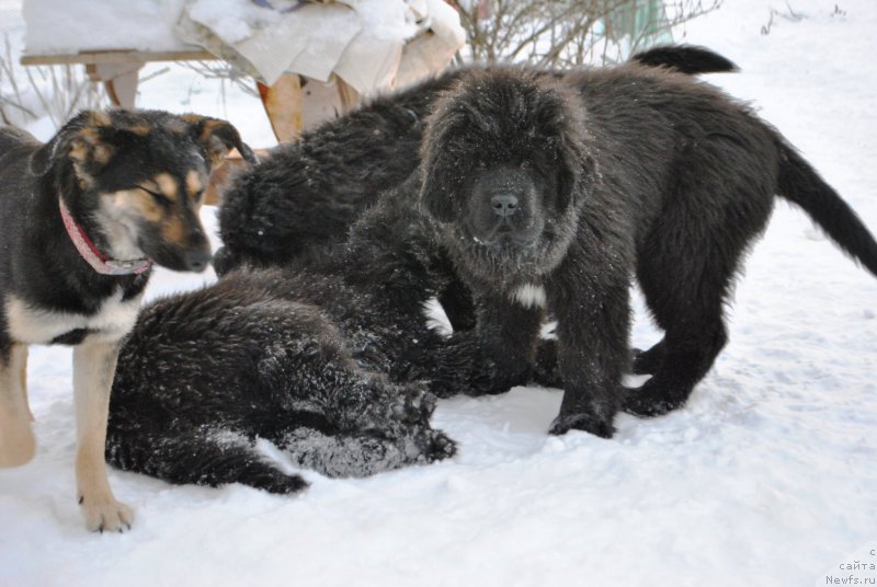 Фото: ньюфаундленд Сказочная Кроха Айвенго