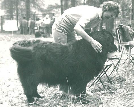 Фото: ньюфаундленд Гер Ама