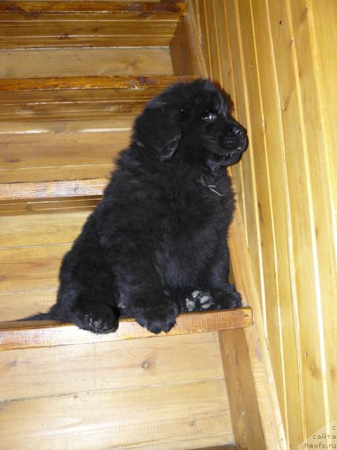 Фото: ньюфаундленд Пчёлкин Дом Вивальди