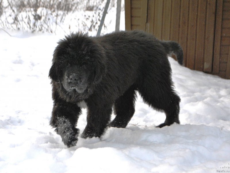 Фото: ньюфаундленд Сказочная Кроха Айвенго
