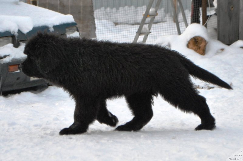 Фото: ньюфаундленд Сказочная Кроха Айвенго