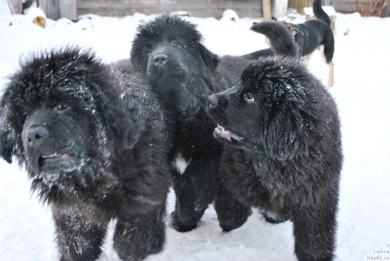 Фото: ньюфаундленд Фиаметтахауз Хассалех, ньюфаундленд Сказочная Кроха Аве Александрия, ньюфаундленд Сказочная Кроха Айвенго