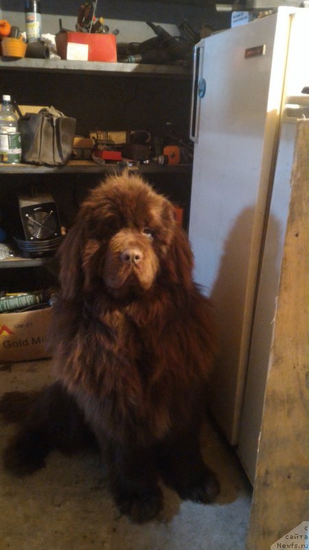 Фото: Юлия Рычкова, ньюфаундленд Ньюфорт Юрай Квин