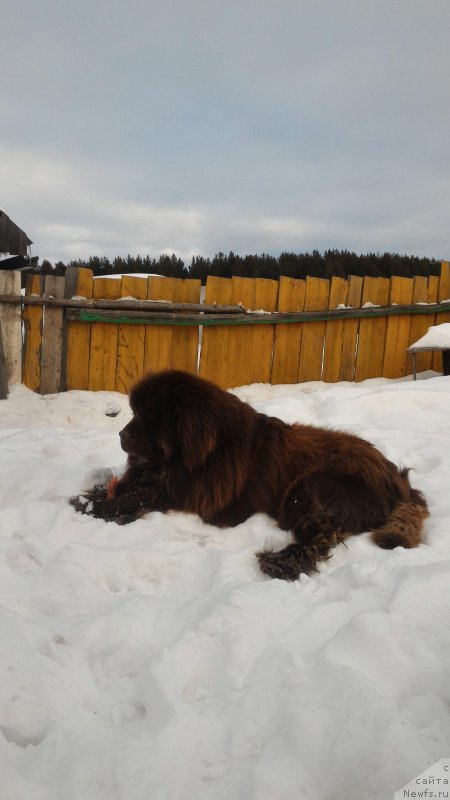 Фото: ньюфаундленд Ньюфорт Юрай Квин