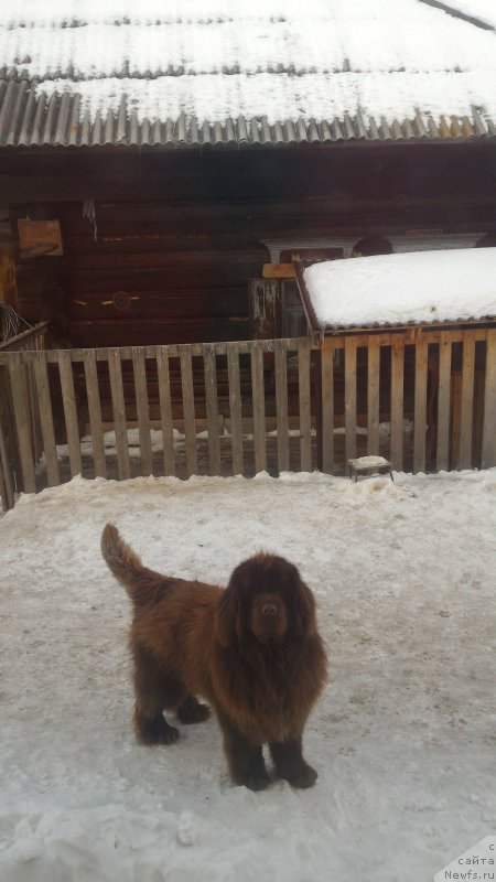 Фото: Юлия Рычкова, ньюфаундленд Ньюфорт Юрай Квин