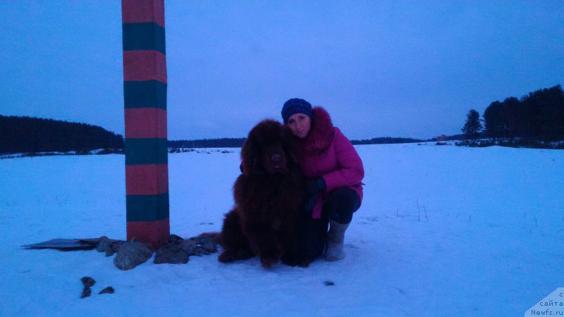 Фото: ньюфаундленд Ньюфорт Юрай Квин