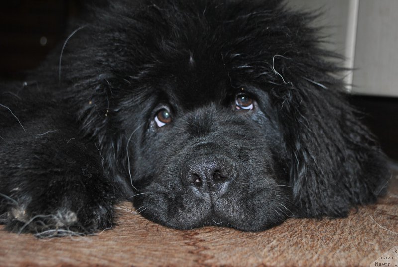 Фото: ньюфаундленд Фиаметтахауз Хассалех