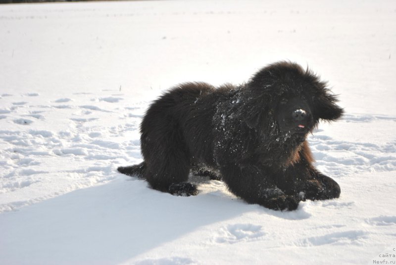 Фото: ньюфаундленд Фиаметтахауз Хассалех
