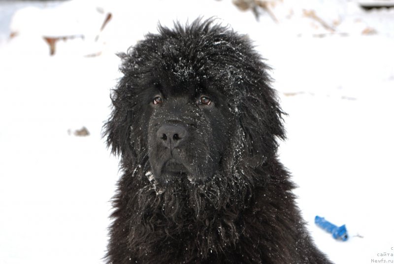 Фото: ньюфаундленд Фиаметтахауз Хассалех