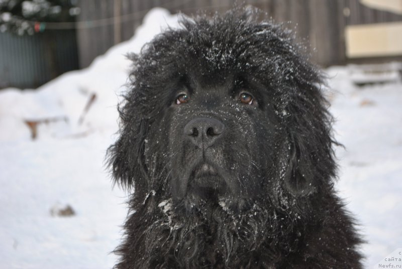 Фото: ньюфаундленд Фиаметтахауз Хассалех