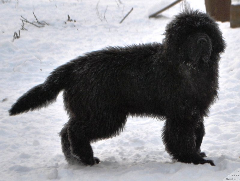 Фото: ньюфаундленд Фиаметтахауз Хассалех