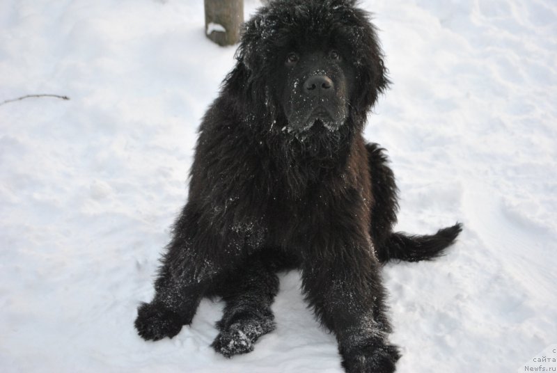 Фото: ньюфаундленд Фиаметтахауз Хассалех