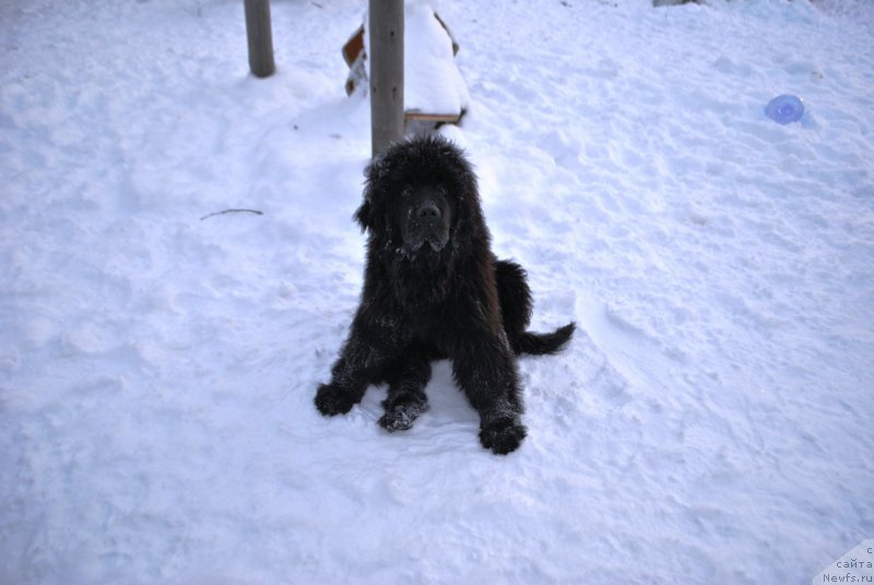 Фото: ньюфаундленд Фиаметтахауз Хассалех