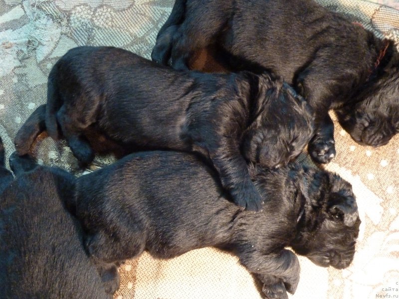 Фотография № 201818