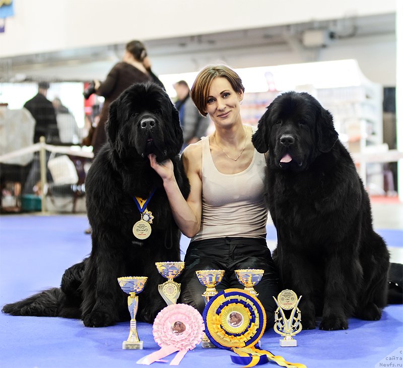 Фото: ньюфаундленд Альфа Таури Династия Совершенства (Аlpha Tauri Dinastiya Soverchenstva)