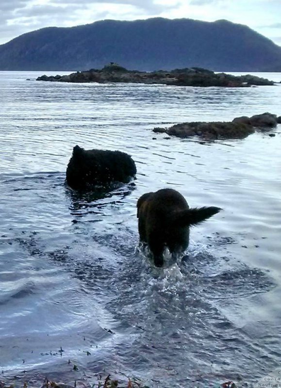 Фото: ньюфаундленд Черная Мафия Ангел Амонг Ус (Chernaya Mafia Аngel Among Us)