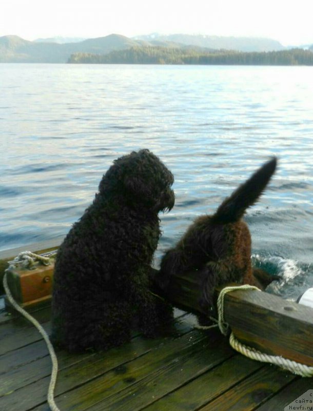 Фото: ньюфаундленд Черная Мафия Ангел Амонг Ус (Chernaya Mafia Аngel Among Us)