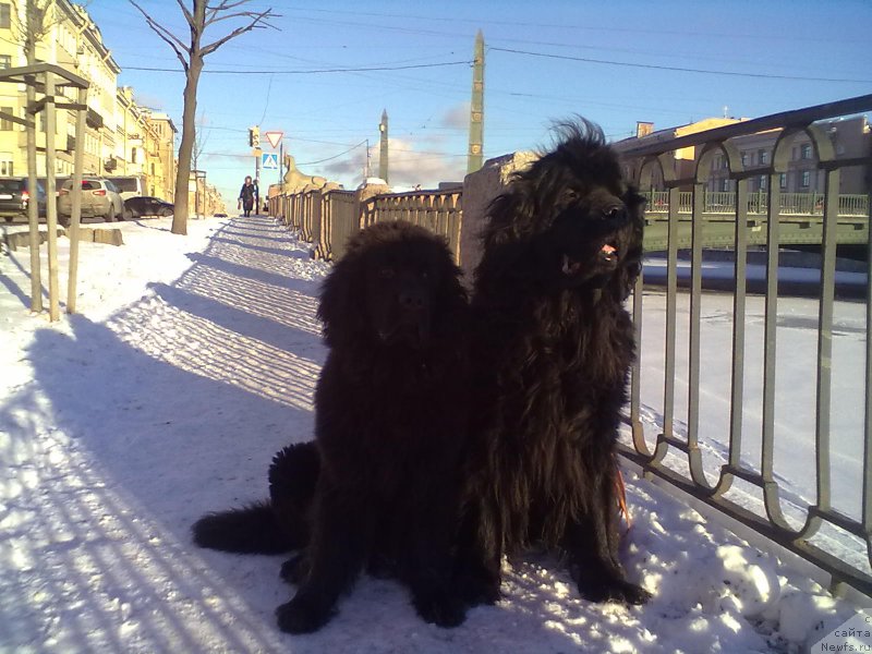 Фото: ньюфаундленд Циннамон БельФра Шармэль из Аркаима (Tsinnamon Bel' Fra Sharmel iz Arkaima), ньюфаундленд Белкондер-Клаб Белла Ренессанс (Belkonder-Club Bella Renaissance)