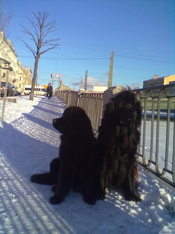 Фото: ньюфаундленд Циннамон БельФра Шармэль из Аркаима (Tsinnamon Bel' Fra Sharmel iz Arkaima), ньюфаундленд Белкондер-Клаб Белла Ренессанс (Belkonder-Club Bella Renaissance)