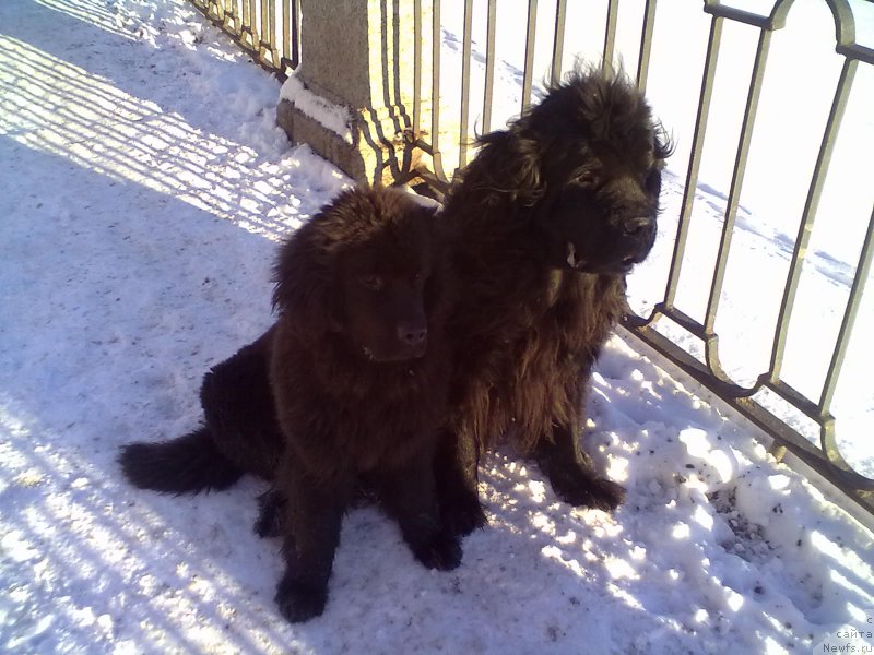 Фото: ньюфаундленд Циннамон БельФра Шармэль из Аркаима (Tsinnamon Bel' Fra Sharmel iz Arkaima), ньюфаундленд Белкондер-Клаб Белла Ренессанс (Belkonder-Club Bella Renaissance)