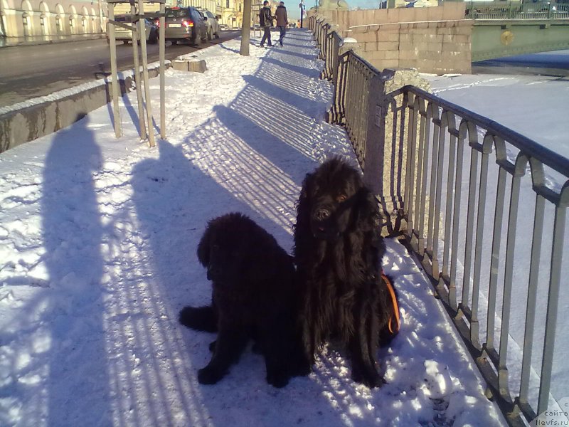 Фото: ньюфаундленд Циннамон БельФра Шармэль из Аркаима (Tsinnamon Bel' Fra Sharmel iz Arkaima), ньюфаундленд Белкондер-Клаб Белла Ренессанс (Belkonder-Club Bella Renaissance)