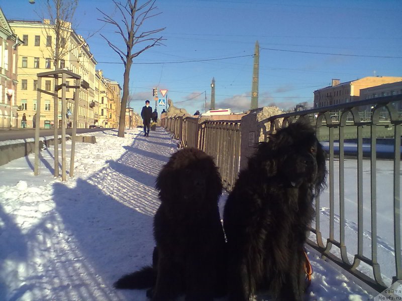 Фото: ньюфаундленд Циннамон БельФра Шармэль из Аркаима (Tsinnamon Bel' Fra Sharmel iz Arkaima), ньюфаундленд Белкондер-Клаб Белла Ренессанс (Belkonder-Club Bella Renaissance)