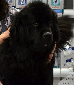 Фото: ньюфаундленд Черный Чанк с Берега Дона (Chernyj Chank s Berega Dona)