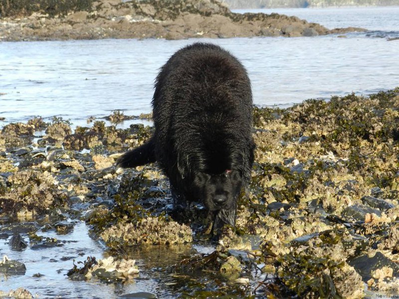 Фото: ньюфаундленд Черная Мафия Ангел Амонг Ус (Chernaya Mafia Аngel Among Us)