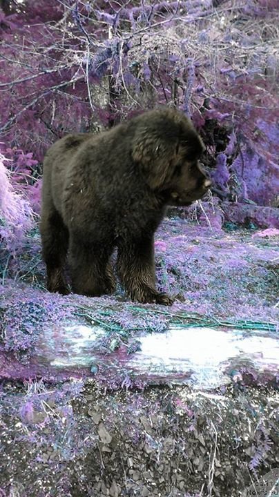 Фото: ньюфаундленд Черная Мафия Ангел Амонг Ус (Chernaya Mafia Аngel Among Us)