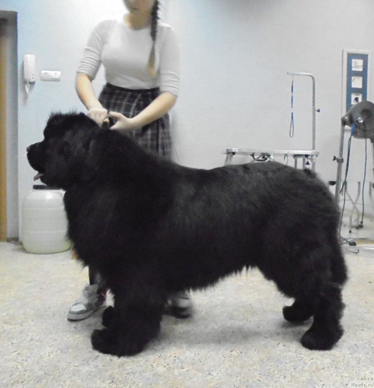 Фото: ньюфаундленд Супер Премиум Мармелад